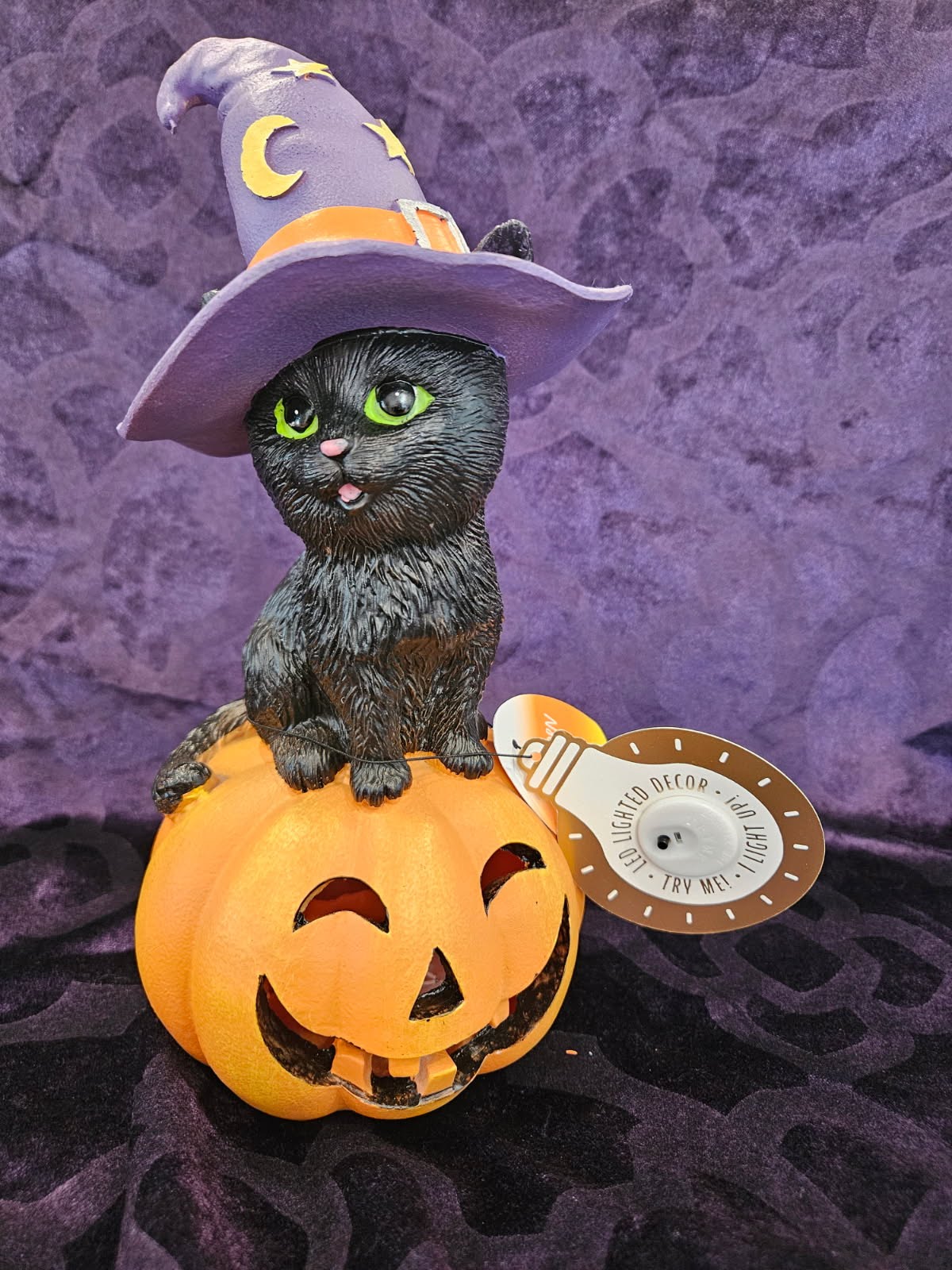 Kitty Cat on Pumpkin 2225